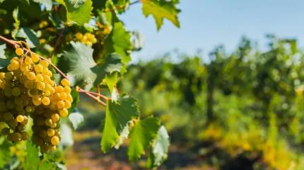 Ленобласть ставит на экзотику: регион готовится «выстрелить» проектами АПК